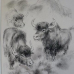 Yaks